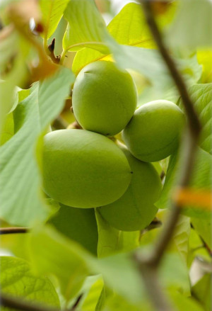 Asimina triloba 'Taylor' - Indianerbanane | Paw-Paw | Paupau | Papau | Asimina - Baum, 'Taylor', Topf 2 l, 30/50 cm