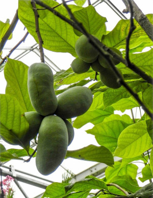 Asimina triloba 'Wells' - Indianerbanane | Paw-Paw | Paupau | Papau | Asimina - Baum, 'Wells', Topf 2 l, 30/50 cm