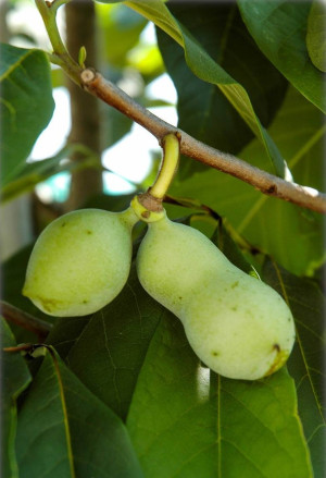 Asimina triloba 'Wilson' - Indianerbanane | Paw-Paw | Paupau | Papau | Asimina - Baum, 'Wilson', Topf 2 l, 30/40 cm