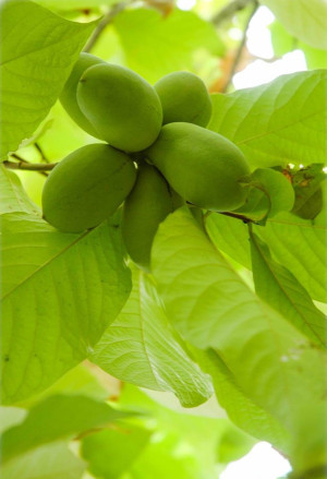 Asimina triloba - Indianerbanane (Pflanze) | Paw-Paw | Paupau | Papau | Asimina - Baum, Sämling, Topf 3 l, 60/80 cm