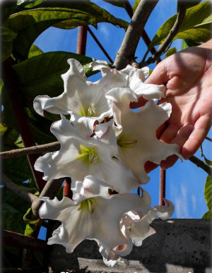 Beaumontia grandiflora - Lilienwein | Nepal-Trompetenblume | Heroldstrompete - Baum, Topf 2 l, 40/60 cm