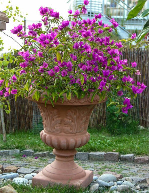 Bougainvillea glabra - Glatte Bougainvillea | Drillingsblume - Kletterpflanze, 'Sanderiana', Topf 25 l, 200/225 cm (XXL)