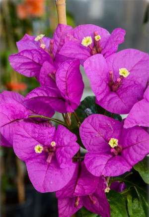 Bougainvillea spectabilis 'Magnifica' - Violette Bougainvillea | Drillingsblume - Pyramide, violett, Topf 5 l, 50/70 cm