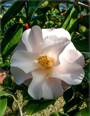 Camellia japonica 'Hagoromo' - Kamelie - Strauch, 'Hagoromo', Topf 3 l, 40/60 cm