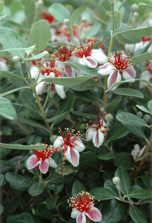 Acca sellowiana - Brasilianische Guave | Ananas-Guave | Feijoa - Strauch, Topf 9 l, 90/110 cm