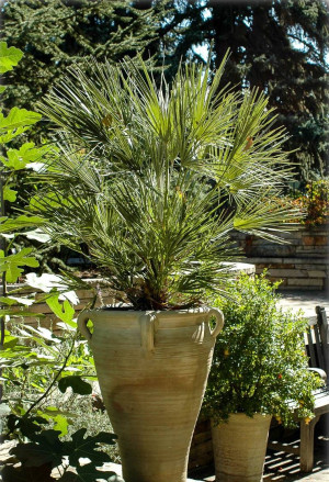 Chamaerops humilis - Zwerg-Palme - Palme, Topf 18 l, 80/100 cm, Stamm 30cm