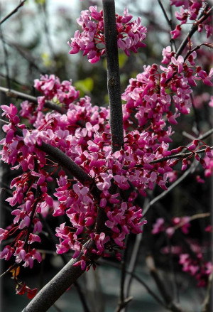 Cercis siliquastrum - Judasbaum - Strauch, Topf 2 l, 30/50 cm