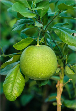 Citrus maxima x Citrus paradisi - Pomelo | Pampelmuse x Grapefruit | Großfrüchtige Zitruspflanze - Stämmchen, Topf 5 l, 60/80 cm