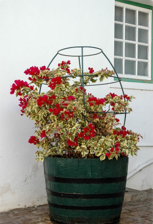 Bougainvillea spectabilis 'Raspberry Ice' - Buntblättrige Bougainvillea | Drillingsblume - Kletterpflanze, 'Raspberry Ice', Topf 3 l, 60/80 cm