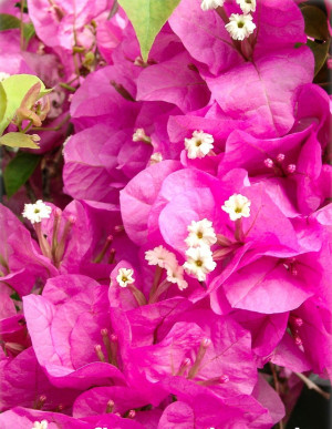Bougainvillea spectabilis 'Killie Campbell' - Rosa Bougainvillea | Drillingsblume - Kletterpflanze, rosa, Topf 3 l, 70/90 cm