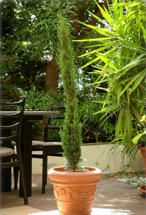 Cupressus sempervirens 'Pyramidalis'/'Stricta' - Mittelmeer-Zypresse | Säulen-Zypresse | Italienische Zypresse - Baum, 'Pyramidalis', Topf 50 l, 27...