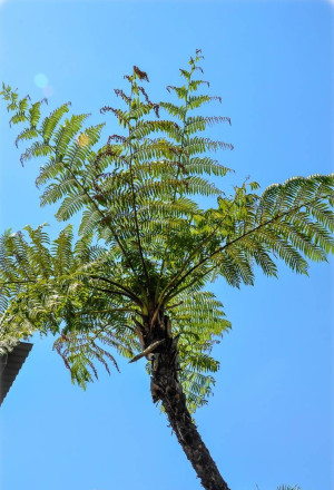Cyathea australis - Australischer Baumfarn - Baumfarn, Topf 18 l, 175/200 cm (XXL)