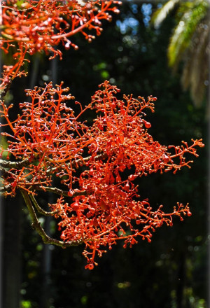 Brachychiton acerifolius - Australischer Flammenbaum | Flaschenbaum - Baum, Topf 5 l, 70/90 cm
