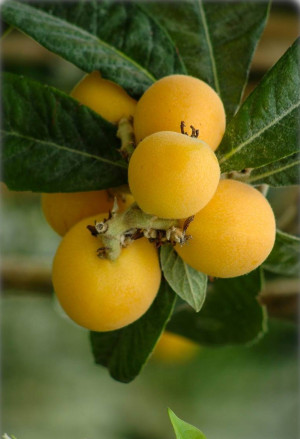 Eriobotrya japonica - Wollmispel | Nespoli | Loquat - Strauch, Topf 18 l, 110/130 cm (XXL)