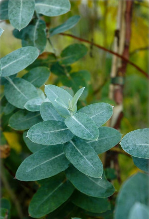 Eucalyptus globulus - Blauer Eukalyptus - Baum, Topf 15 l, 175/200 cm (XXL)