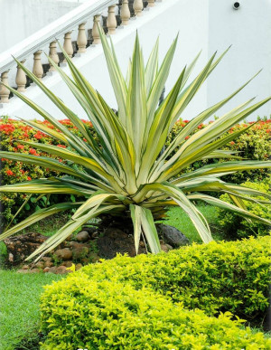 Furcraea undulata - Furcraea - Palme, 'Variegata', Topf 5 l, 40/60 cm