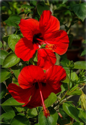 Hibiscus rosa-sinensis - Hibiskus | Rosen-Eibisch - Stämmchen, rot, Topf 3 l, 100/125 cm