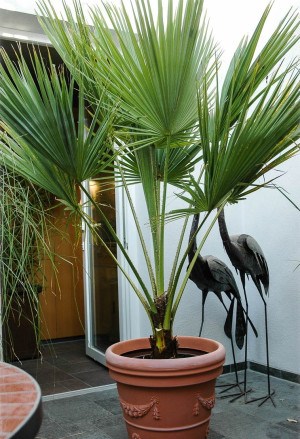 Brahea edulis - Guadelupe-Palme | Eryhtea-Palme | Grüne Hesperidenpalme - Palme, Topf 35 l, 100/125 cm, Stamm 30cm