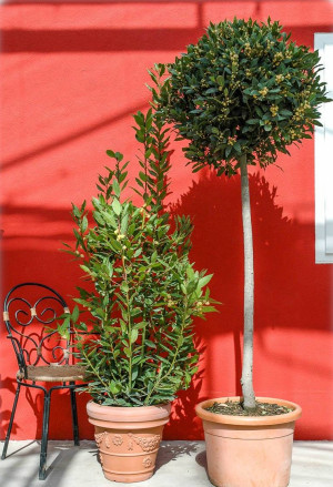 Laurus nobilis Stämmchen - Lorbeer - Halbstamm, Topf 9 l, 110/130 cm