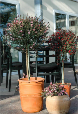 Leptospermum scoparium Stämmchen - Südseemyrte | Manuka | Neuseelandmyrte - Stämmchen, 'Ballerina', rosa, Topf 3 l, 30/50 cm