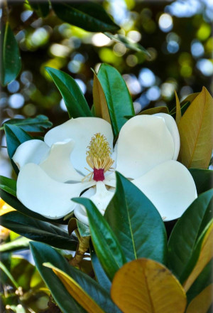 Magnolia grandiflora - Immergrüne Magnolie | Großblütige Magnolie (Strauch) - Strauch, Topf 30 l, 150/175 cm (XXL)