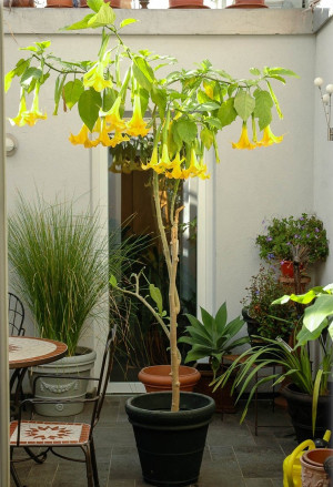 Brugmansia spec. - Engelstrompete - Strauch, weiß, Topf 2 l, 10/30 cm