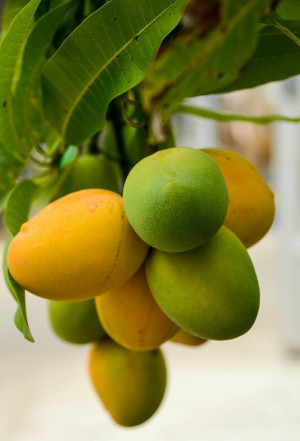 Mangifera indica - Mango (Pflanze) | Mangobaum - Baum, veredelt, Topf 30 l, 250/350 cm, StU 16-18cm (XXL)