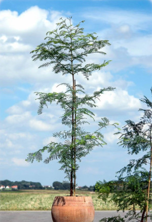 Metasequoia glyptostroboides - Urweltmammutbaum - Baum, Topf 9 l, 125/150 cm