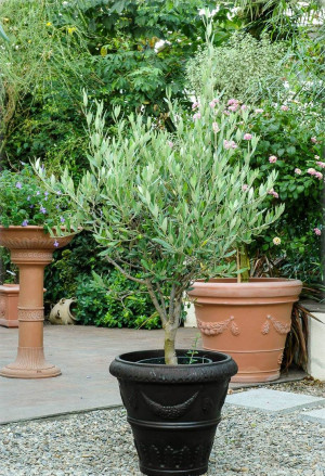 Olea europaea - Olive (Pflanze) | Olivenbaum | Echter Ölbaum - Baum, Topf 25 l, 125/150 cm, StU 12-14cm (XXL)