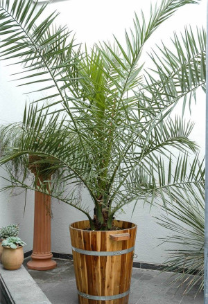 Phoenix canariensis - Kanarische Dattel-Palme - Palme, Topf 15 l, 90/110 cm