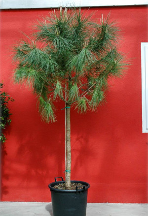 Pinus pinea - Pinie | Schirm-Pinie | Mittelmeer-Kiefer | Italienische Steinkiefer - Baum, Topf 30 l, 200/250 cm, StU 10-12cm (XXL)