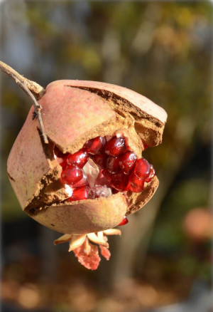 Punica granatum Fruchtsorten - Granatapfel (Pflanze) - Baum, 'Melograna Nero da Giardina Nana', Topf 3 l, 125/150 cm