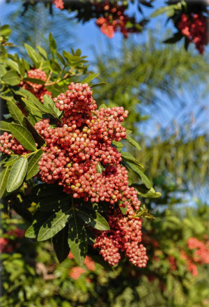 Schinus terebinthifolius - Brasilianischer Pfefferbaum - Baum, Topf 3 l, 100/125 cm