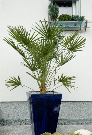 Trachycarpus fortunei - Hanfpalme | Chinesische Hanfpalme - Palme, Topf 110 l, 300/350 cm, Stamm 200cm (XXL)
