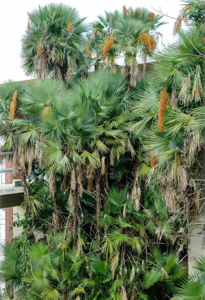 Acoelorraphe wrightii - Everglades Palme - Palme, mehrstämmig, Topf 15 l, 50/70 cm