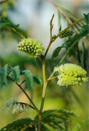 Paraserianthes (Albizia) lophanta - Feder-Akazie - Baum, Topf 3 l, 80/100 cm