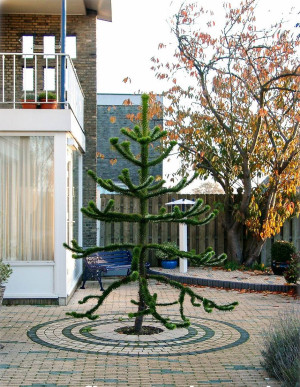 Araucaria araucana - Chilenische Araukarie - Baum, Topf 3 l, 30/50 cm