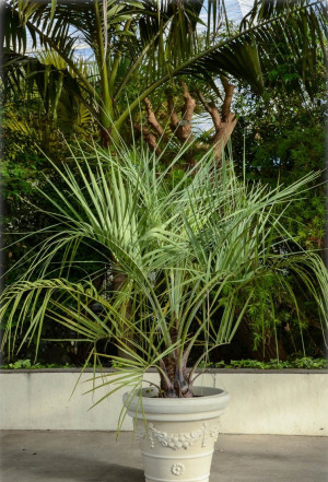 Butia capitata - Gelee-Palme - Palme, Mehrstämmig, Topf 15 l, 80/100 cm, Stamm 15cm