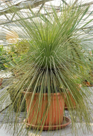 Dasylirion longissimum - Rauschopf | Mexikanischer Grasbaum - Palme, Topf 8 l, 60/80 cm