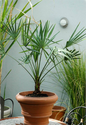 Copernicia alba - Caranday Palme - Palme, Topf 9 l, 60/80 cm, Stamm 15cm