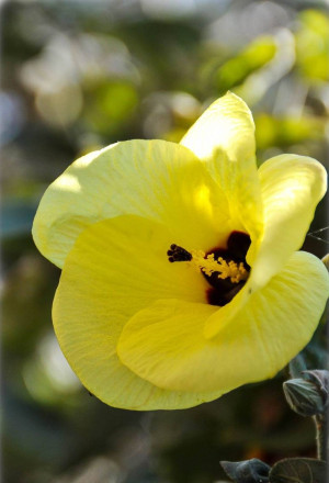 Hibiscus tiliaceus - Lindenblättriger Hibiskus | Eibisch - Strauch, Topf 3 l, 70/90 cm