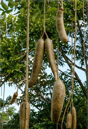 Kigelia africana - Leberwurstbaum - Baum, Topf 2 l, 30/50 cm