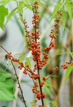 Debregeasia edulis - Debregeasie | Suhosine - Strauch, Topf 3 l, 40/60 cm