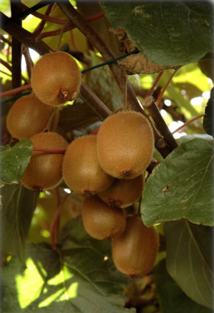 Actinidia deliciosa Kiwi (Pflanze) | Strahlengriffel - männlich, Topf 3 l, 125/150 cm