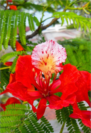 Delonix regia - Flammenbaum | Flamboyant - Baum, Topf 3 l, 60/80 cm