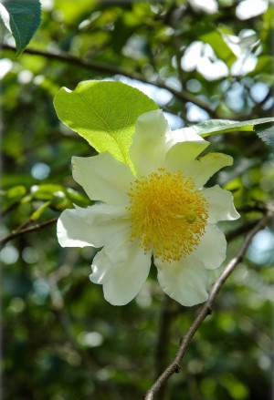 Oncoba spinosa - Spiegelei-Baum - Baum, Topf 3 l, 40/60 cm