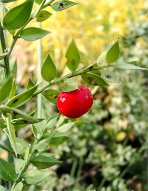 Ruscus aculeatus - Mäusedorn - Strauch, Topf 3 l, 10/30 cm