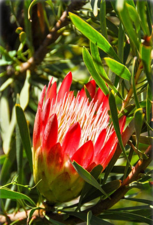 Protea eximia - Herzogin-Protea | Breitblättriger Zuckerbusch | Strahlenblütige Protea - Strauch, 'Silvia', Topf 3 l, 40/60 cm