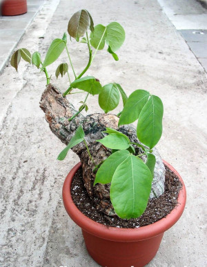 Pseudobombax ellipticum - Bombax - Baum, Topf 3 l, 40/60 cm