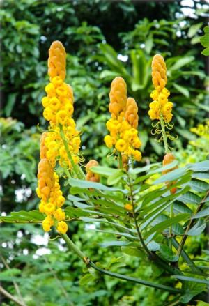 Senna alata, Cassia alata - Kerzenstrauch - Strauch, Topf 3 l, 30/50 cm